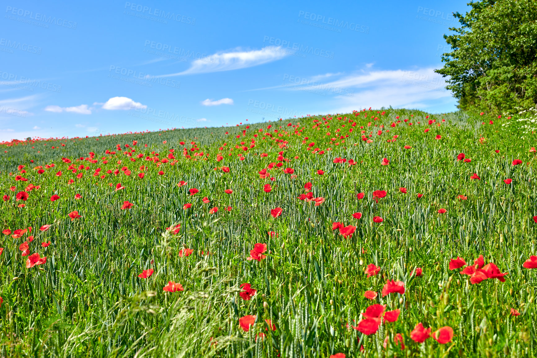 Buy stock photo A  photo of poppies in the countryside in early summer