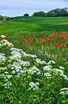 Wheat fields with poppies in early summer