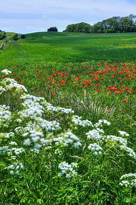 Buy stock photo A  photo of poppies in the countryside in early summer