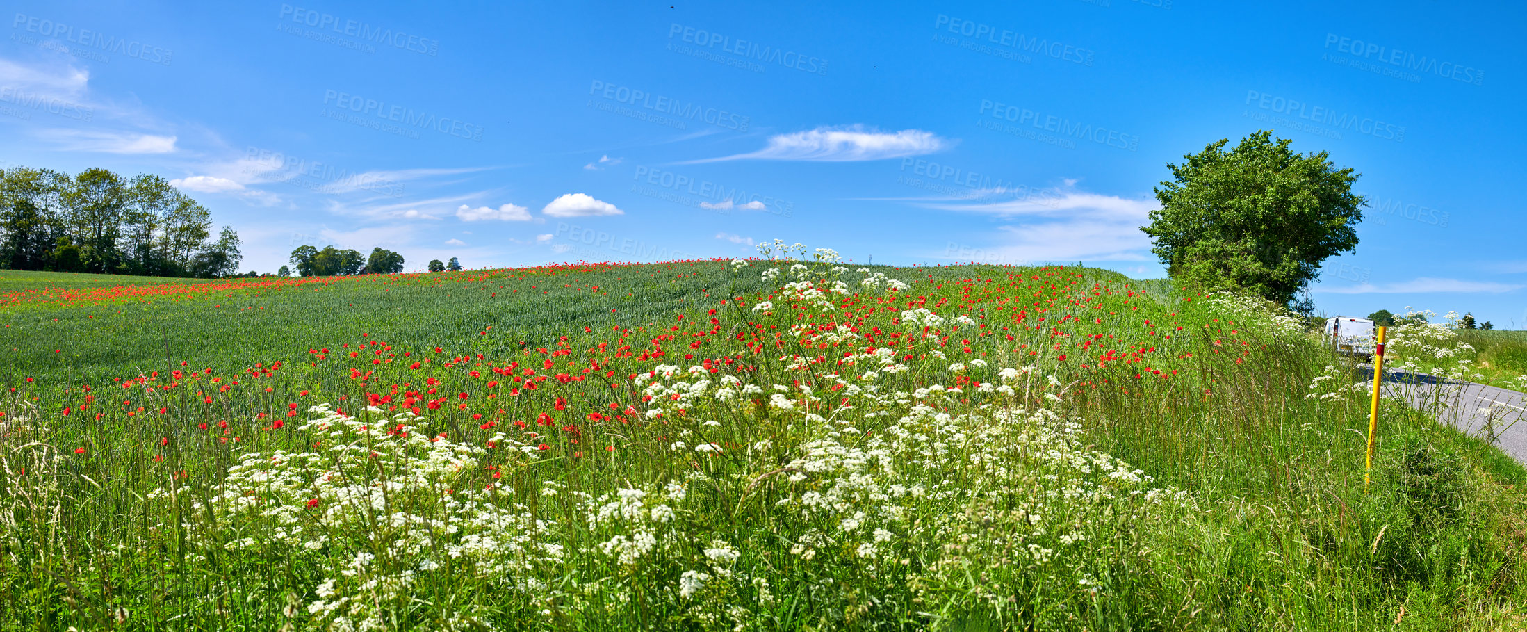 Buy stock photo Nature, blue sky and red flowers outdoor in field for growth, agriculture or sustainability. Farm, plants and poppies in grass for horticulture in countryside for natural environment in Denmark.