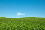 Green fields and blue sky in spring