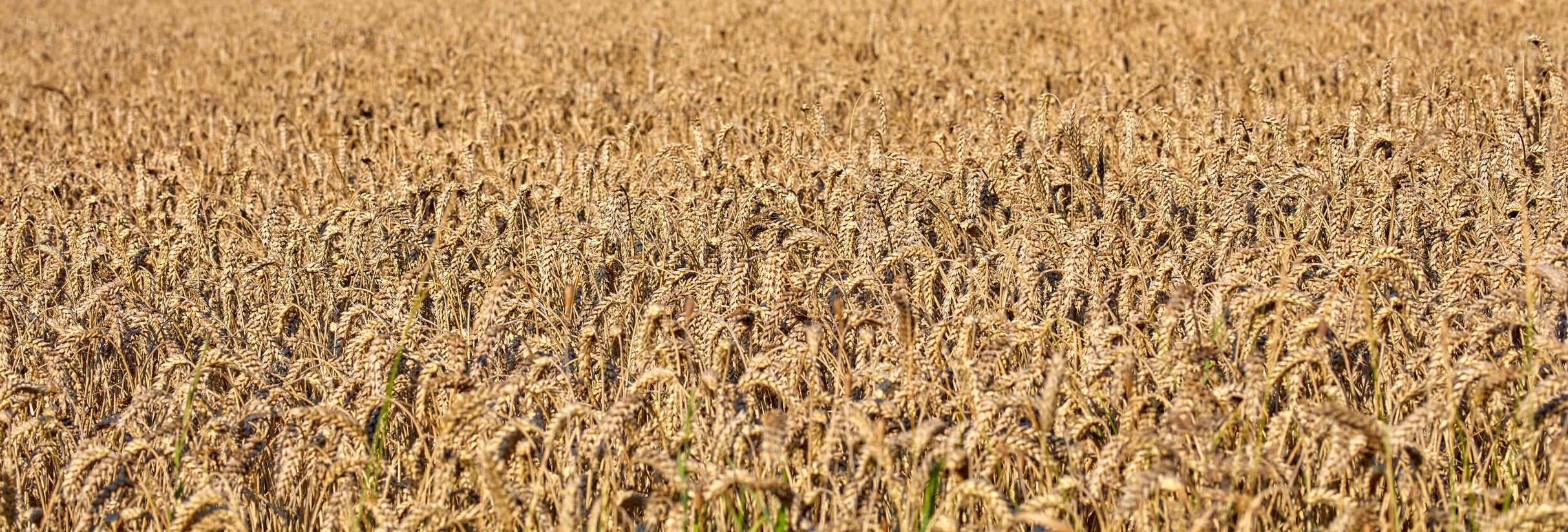 Buy stock photo Nature, farm and field with wheat in countryside for environment, ecosystem and crops. Natural background, agriculture and meadow with barley, grain and plants for growth, sustainability or produce