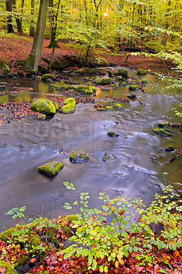 Buy stock photo Flowing river water through autumn beech tree forest or woods in a remote countryside. Plants and shrubs growing near rocky stream in a serene, peaceful, zen and secluded mother nature landscape