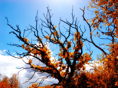 Buy stock photo Bare tree in a backyard garden in summer. Nature setting of fall colors and brown leaves. Skyscape of a blue sky with tree branches losing greenery. Natural background of vegetation in a park