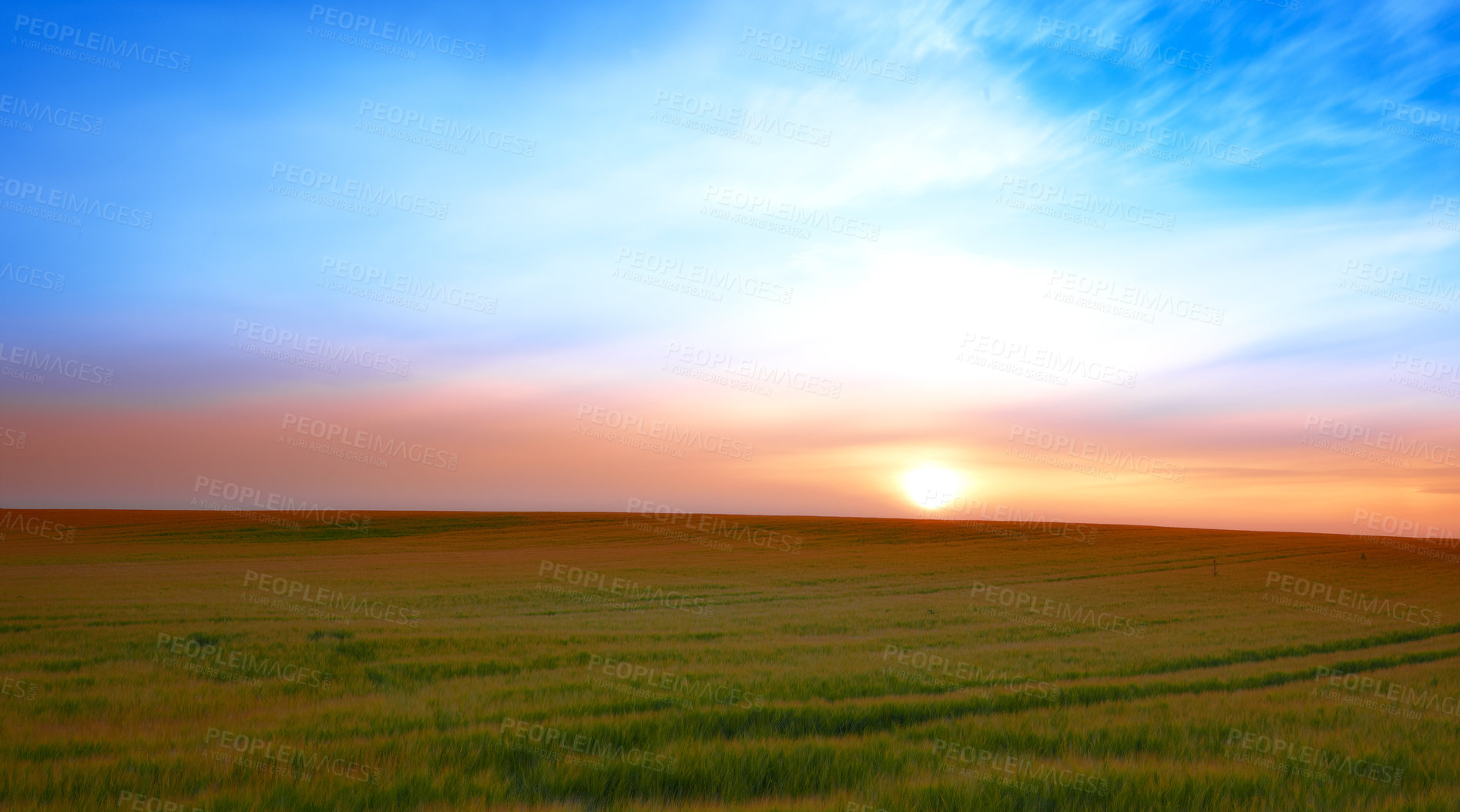 Buy stock photo Sunset, nature and landscape of farm with trees, sky and grass for summer in countryside. Agriculture, sustainability and growth of plants with lawn for natural and organic environment in Denmark.