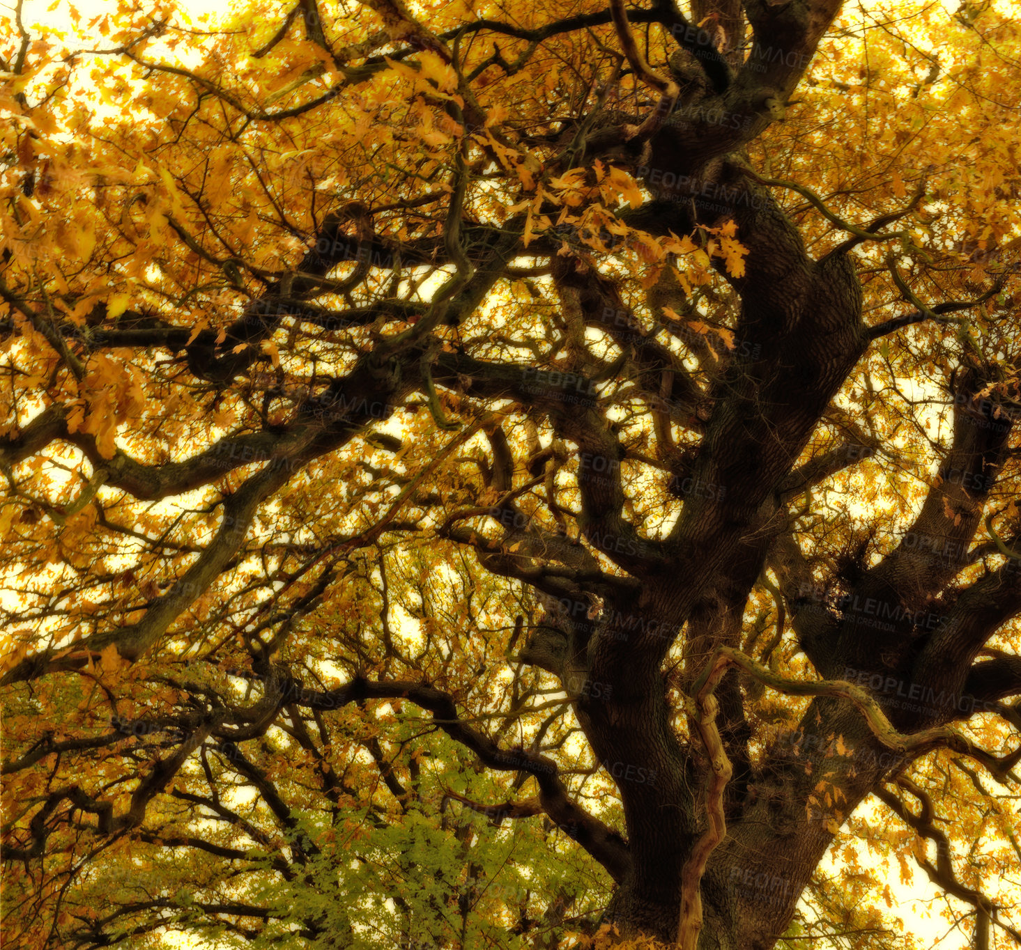 Buy stock photo A  photo of Sunrise in autumn forest