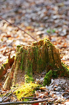 Buy stock photo Closeup of an old, mossy tree stump in the forest showing a biological lifecycle. Chopped down tree signifying deforestation and tree felling. Macro details of wood and bark in the wilderness