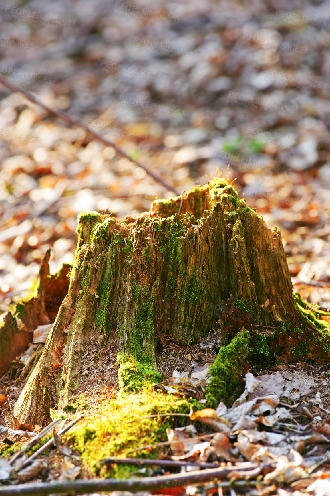 Buy stock photo Closeup of an old, mossy tree stump in the forest showing a biological lifecycle. Chopped down tree signifying deforestation and tree felling. Macro details of wood and bark in the wilderness