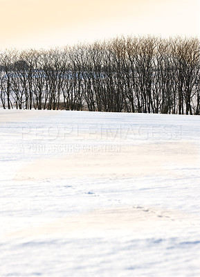 Buy stock photo Beautiful bright white snow landscape with a row of dry trees on a cold winter day with copy space. Frozen land outdoors in nature during extreme weather near arid plants on a sunny afternoon