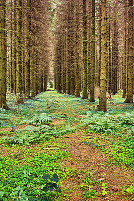 Buy stock photo Landscape of a secluded grown planted forest with cultivated pine trees in a row. Scenic view of deserted and secluded woods in a mysterious woodland. Carbon capture in an open and empty grassland