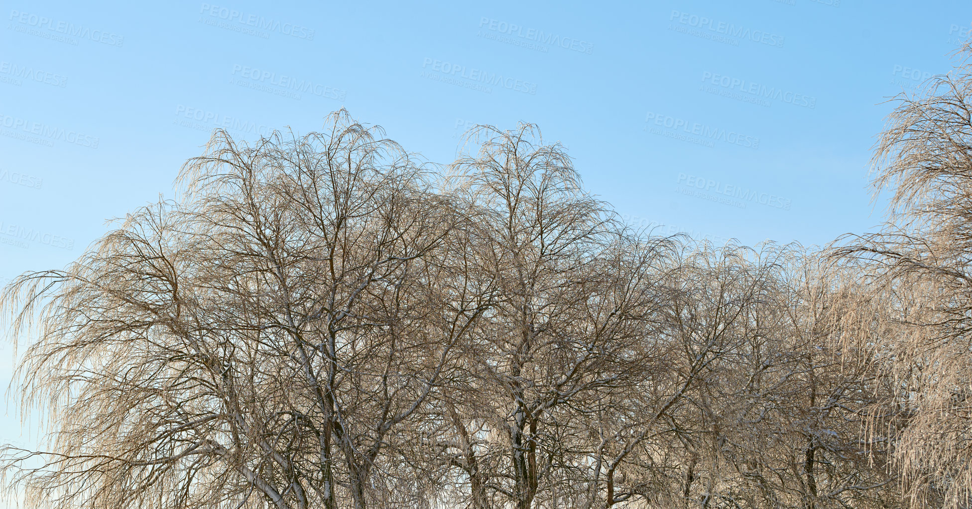 Buy stock photo Scenic view of winter beech trees with no leaves, clear blue sky and copy space in remote countryside forest in Norway. Woods with dry fall branches and twigs in a serene, secluded nature environment