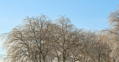 Buy stock photo Scenic view of winter beech trees with no leaves, clear blue sky and copy space in remote countryside forest in Norway. Woods with dry fall branches and twigs in a serene, secluded nature environment