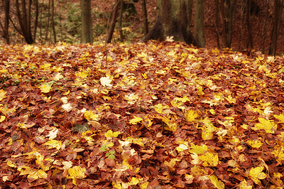 Buy stock photo Beautiful pile of colorful autumn leaves lying on grass with copy space. Above of many red, orange and yellow colors of maple leaves outdoors during the fall season perfect for seasonal background