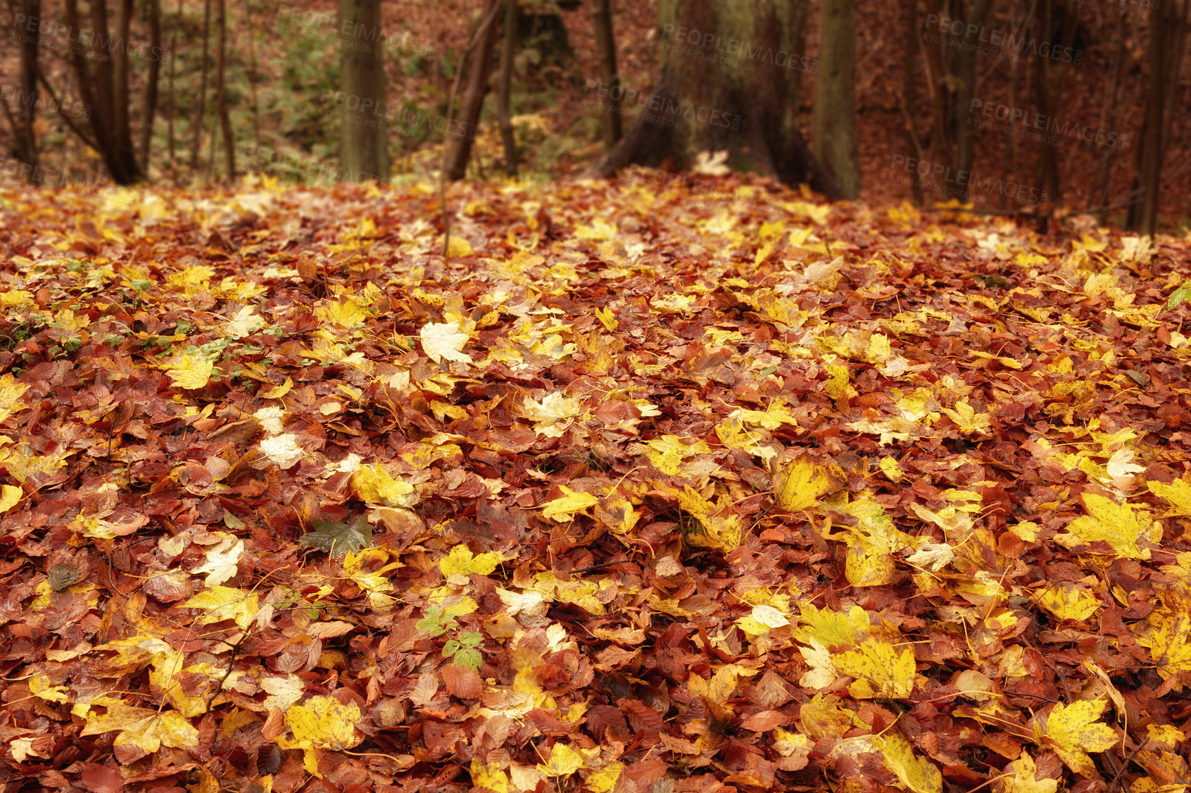 Buy stock photo Beautiful pile of colorful autumn leaves lying on grass with copy space. Above of many red, orange and yellow colors of maple leaves outdoors during the fall season perfect for seasonal background