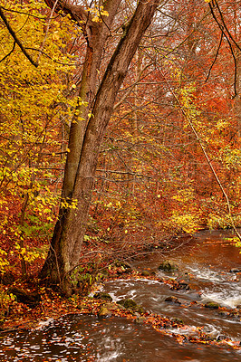 Buy stock photo Flowing river water through autumn beech tree forest or woods in a remote countryside in Norway. Wood trees growing near meadow stream in a serene, peaceful, zen and secluded mother nature landscape