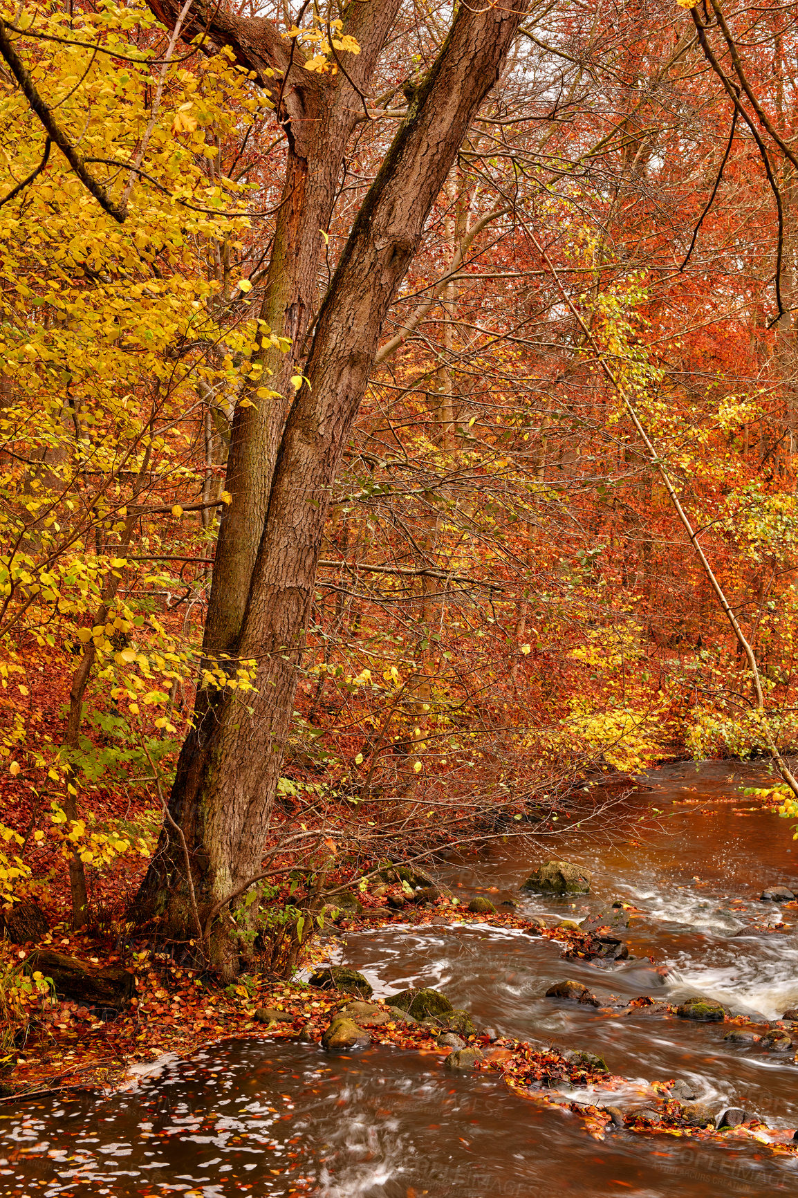 Buy stock photo Flowing river water through autumn beech tree forest or woods in a remote countryside in Norway. Wood trees growing near meadow stream in a serene, peaceful, zen and secluded mother nature landscape