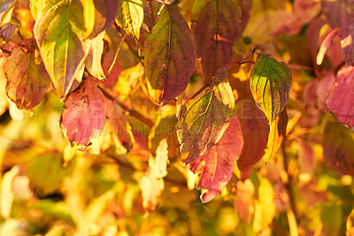 Buy stock photo Bright and vibrant autumn leaves on a sunny afternoon outdoors in the forest. Closeup of a golden yellow and orange tree during the fall season outdoors in nature on a sunny day