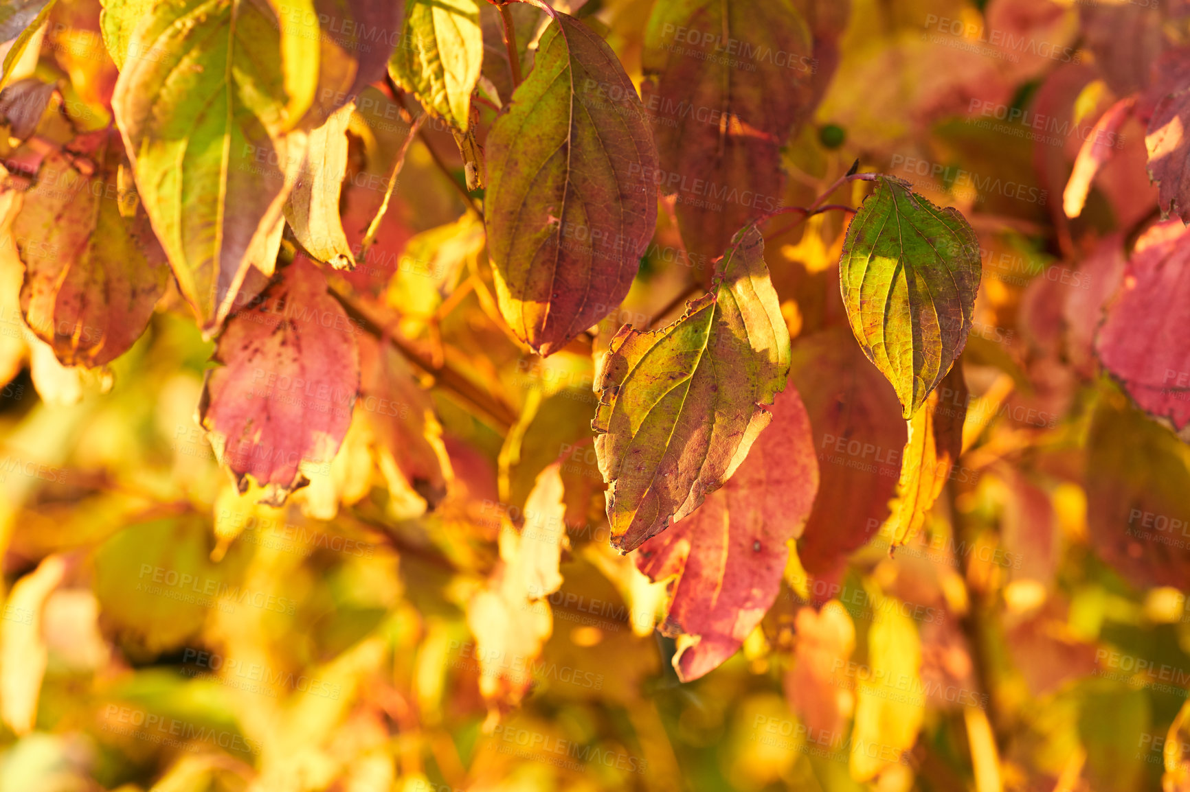 Buy stock photo Bright and vibrant autumn leaves on a sunny afternoon outdoors in the forest. Closeup of a golden yellow and orange tree during the fall season outdoors in nature on a sunny day