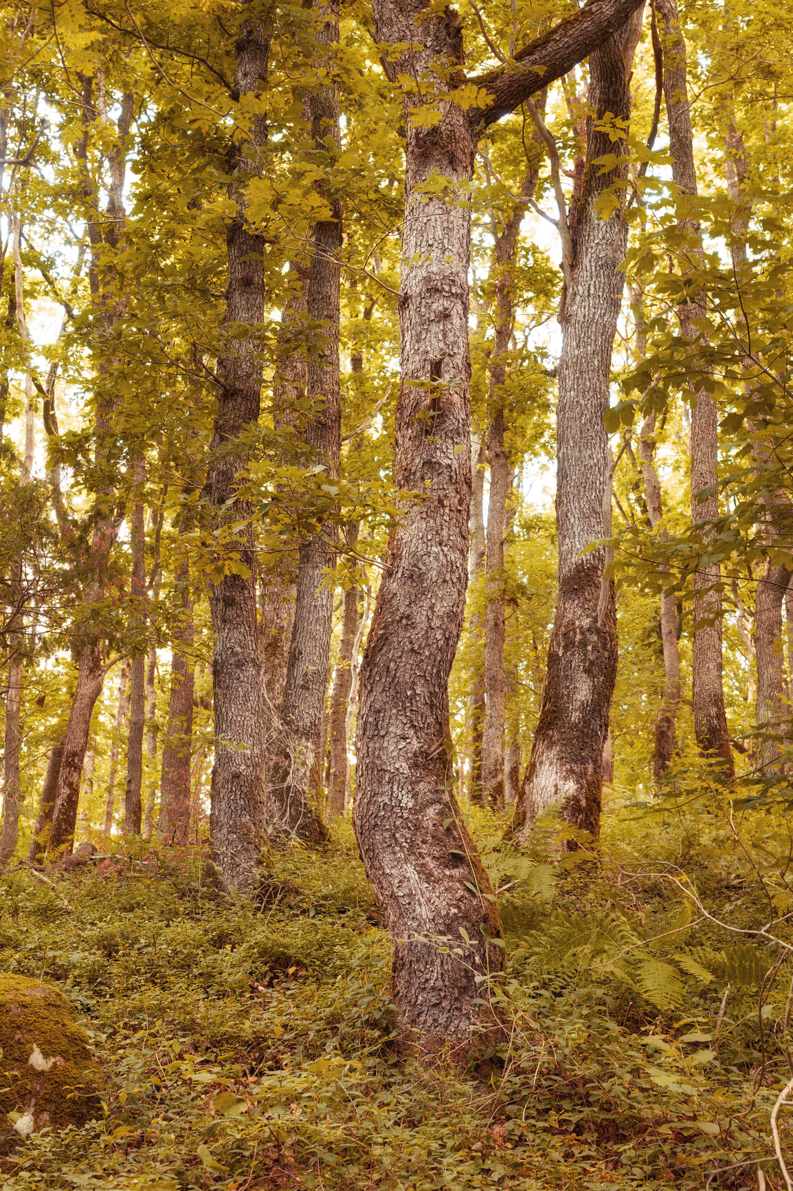 Buy stock photo Landscape view of a pine tree forest in Germany. Lush autumn foliage in the woods of a remote meadow or countryside. Environment conservation and nature reserve for tourism, resin or timber export