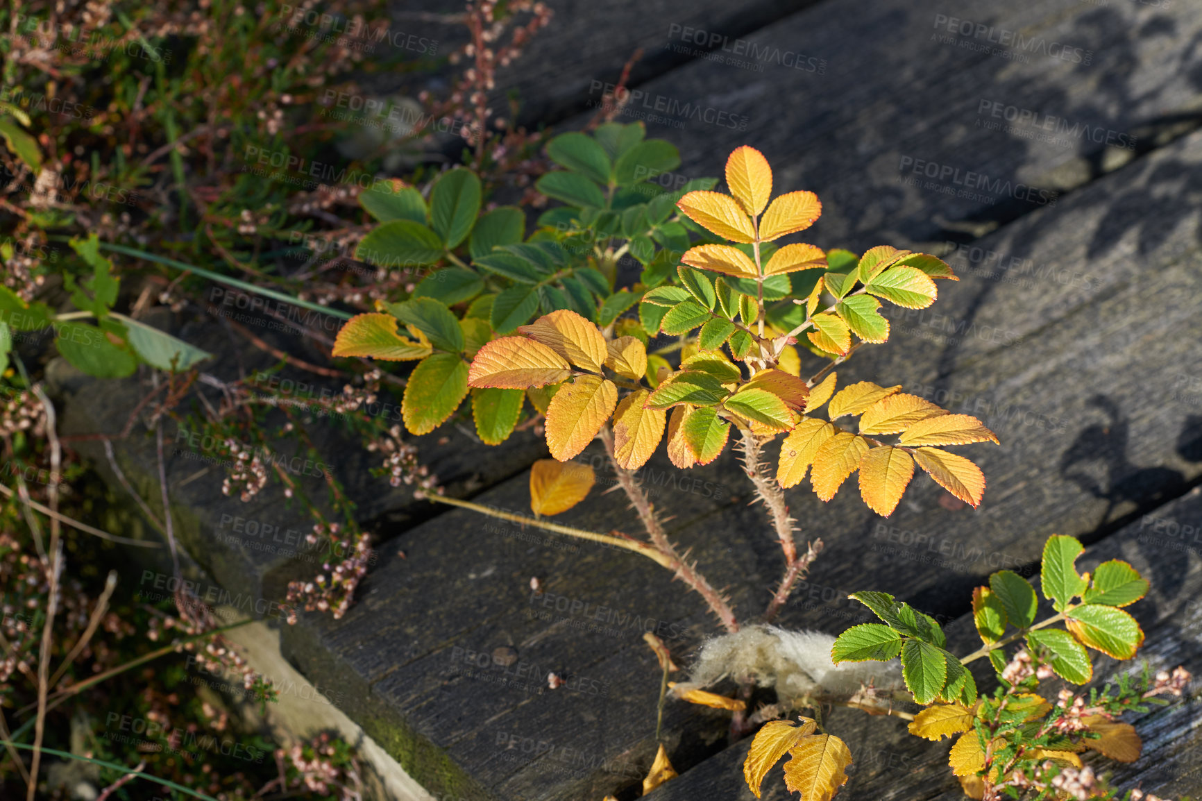 Buy stock photo Closeup of a plant with autumn colors on a terrace. Beautiful green and golden or yellow leaves growing outdoors under bright sunlight. Thorny plants and branches on the ground during fall season