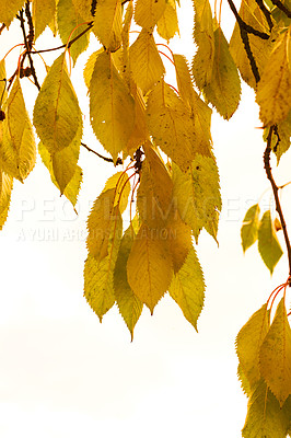 Buy stock photo Closeup of colorful autumnal leaves growing on tree branches isolated against a white background with copy space. Texture and detail of yellow leaf on vines used as natural nature background
