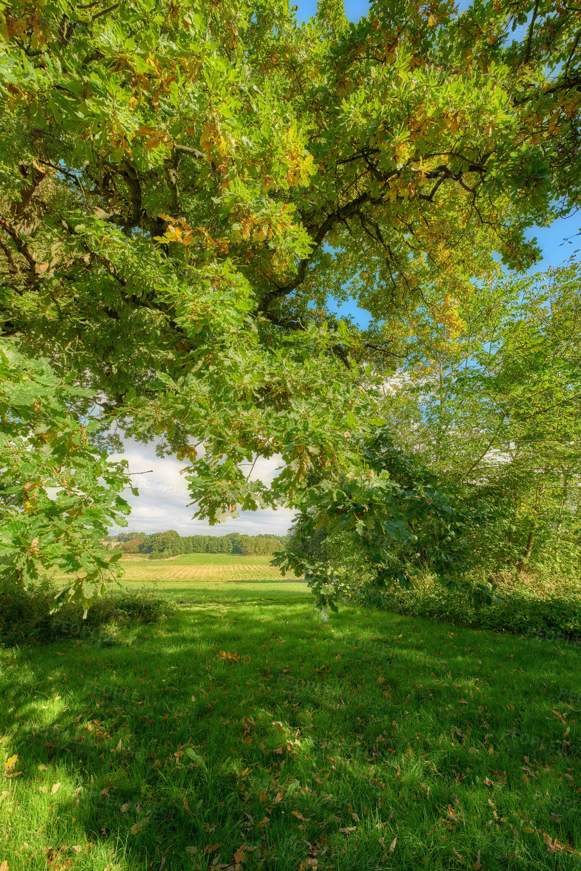 Buy stock photo A photo of green and lush forest