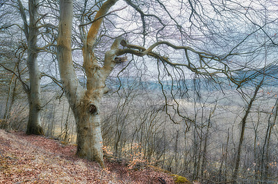 Buy stock photo A late winter photo of trees in the forest