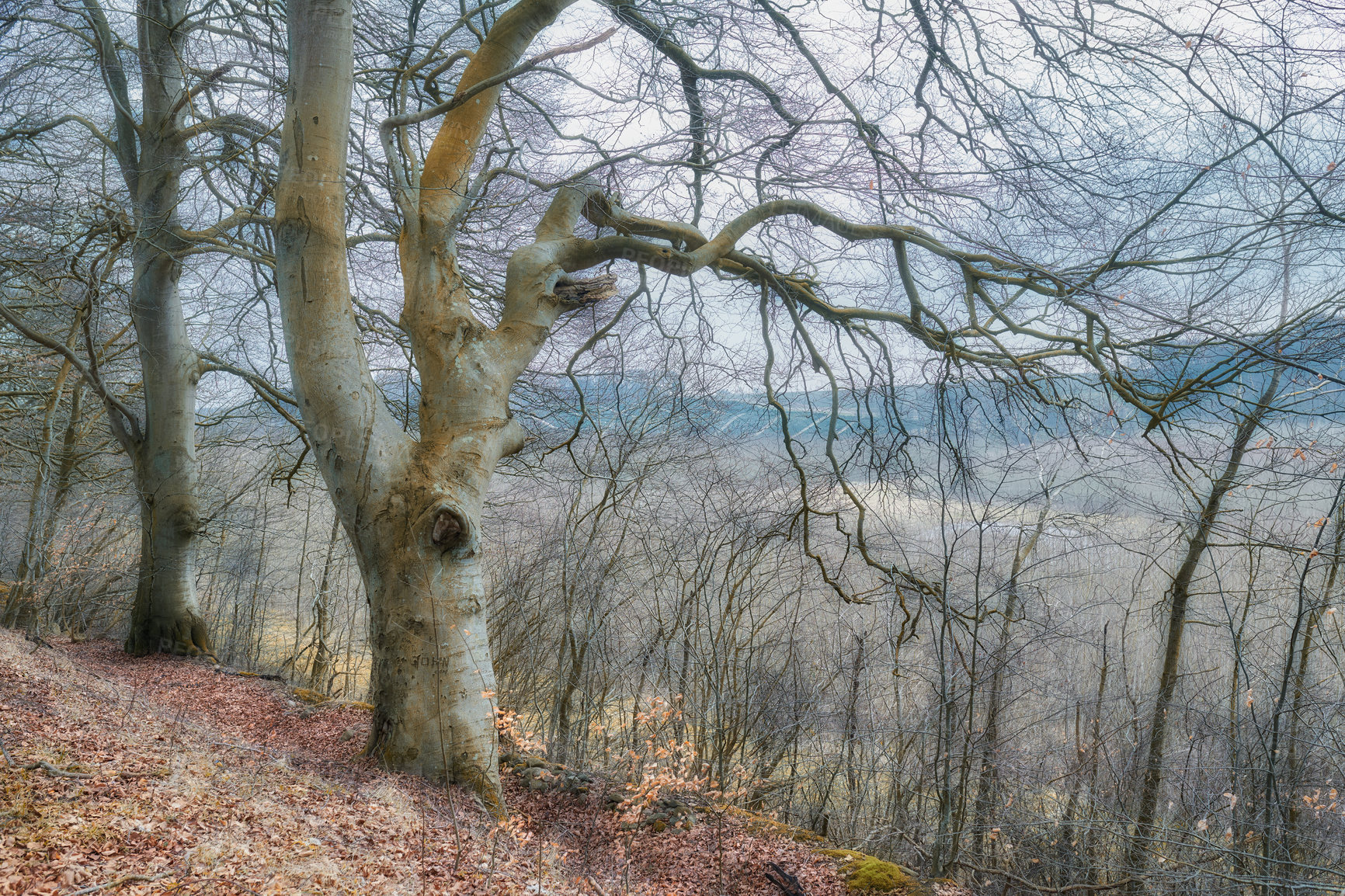 Buy stock photo A late winter photo of trees in the forest