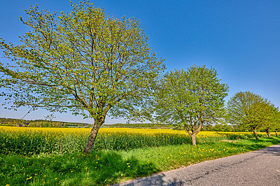 Buy stock photo Landscape scenic view of sunflowers growing in a remote countryside field with blue sky, clouds and copy space. Agriculture farming of oilseed plants used in the food industry to produce cooking oil