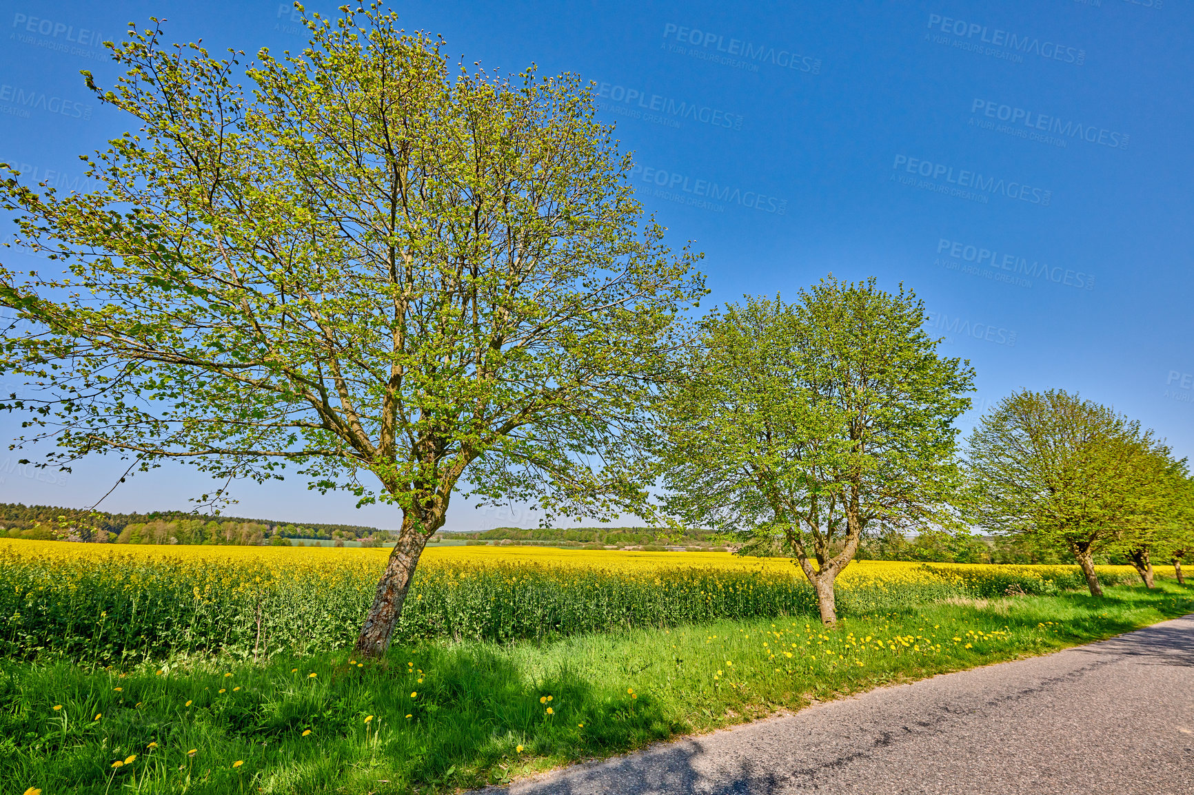 Buy stock photo Landscape scenic view of sunflowers growing in a remote countryside field with blue sky, clouds and copy space. Agriculture farming of oilseed plants used in the food industry to produce cooking oil