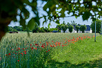 Wheat fields with poppies in early summer