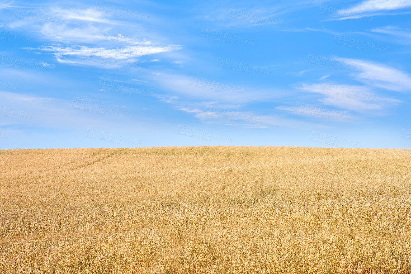 Buy stock photo Farmland ready for harvesting