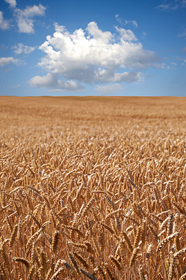 Buy stock photo Farmland ready for harvesting