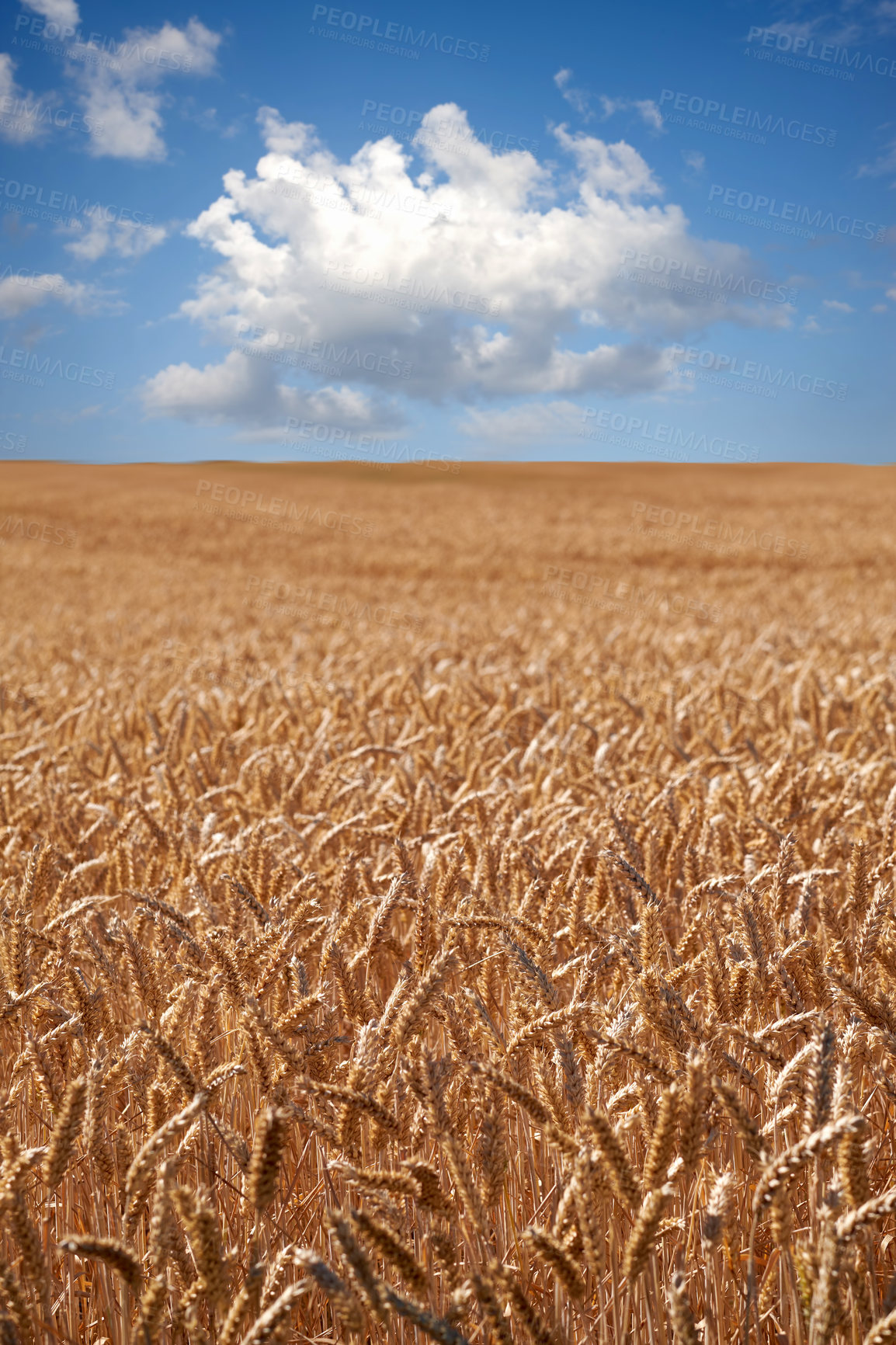 Buy stock photo Farmland ready for harvesting