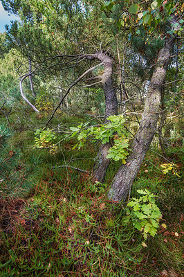 Buy stock photo Pine trees in a wild forest. Nature landscape of lots of plants, bush and tree branches with old tree trunks growing in the woods. Uncultivated land with lush foliage in an eco friendly environment