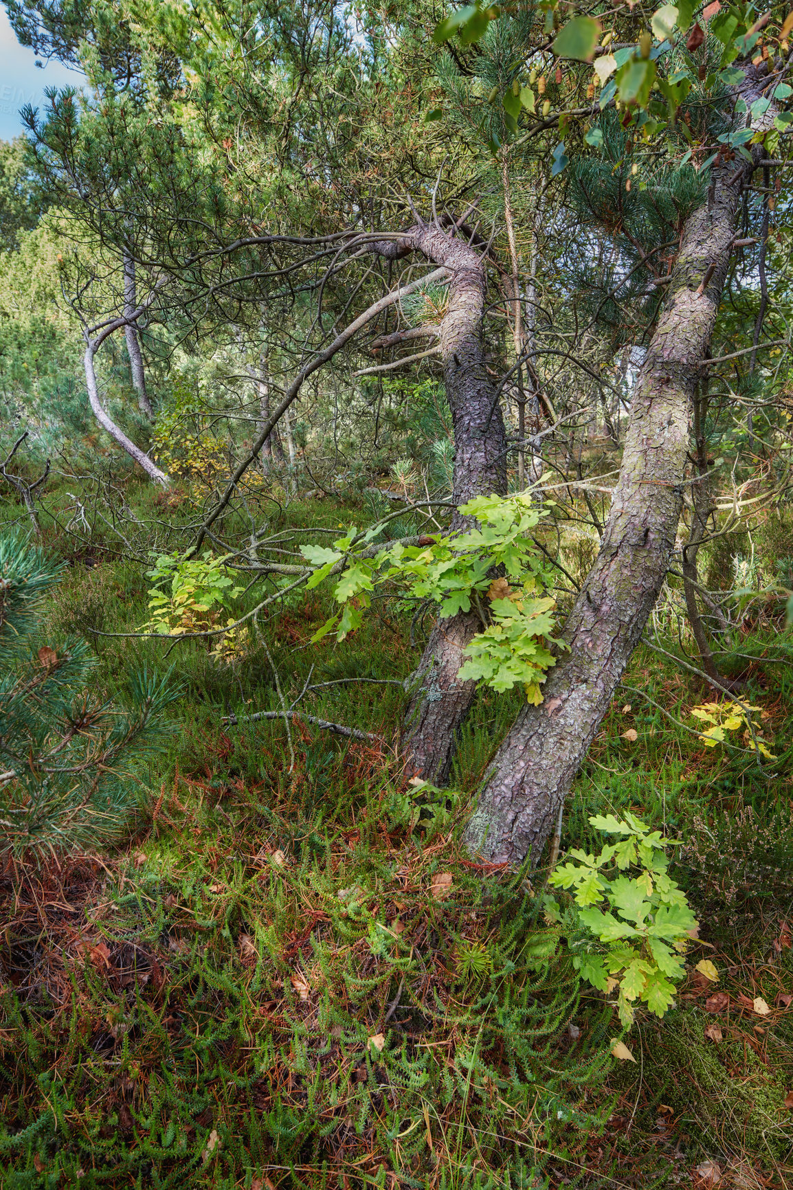 Buy stock photo Pine trees in a wild forest. Nature landscape of lots of plants, bush and tree branches with old tree trunks growing in the woods. Uncultivated land with lush foliage in an eco friendly environment