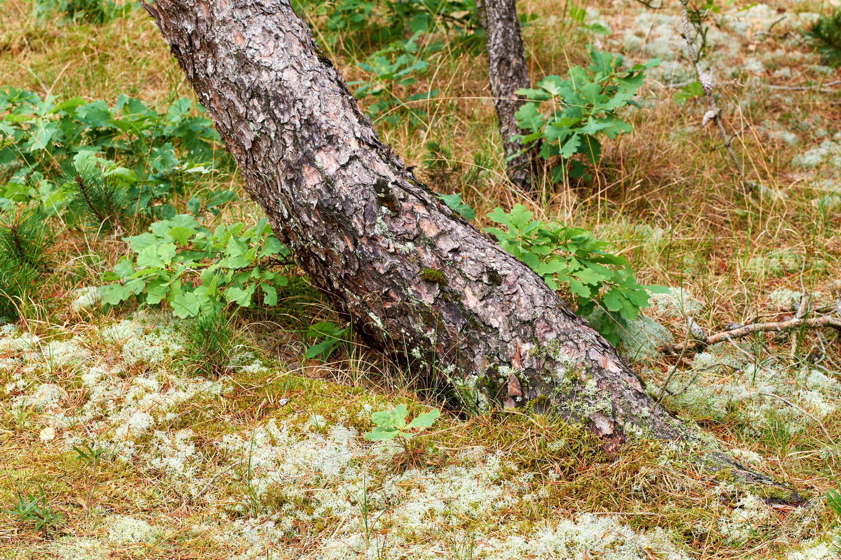 Buy stock photo Scenic and lush natural landscape with wooden texture of old bark on a sunny day in a remote and calm meadow or forest. Moss and algae growing on a slim pine tree trunk in a park or garden outdoors