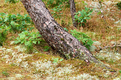 Buy stock photo Scenic and lush natural landscape with wooden texture of old bark on a sunny day in a remote and calm meadow or forest. Moss and algae growing on a slim pine tree trunk in a park or garden outdoors