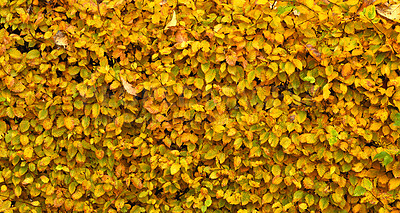 Buy stock photo A photo of a vibrant country field in early autumn