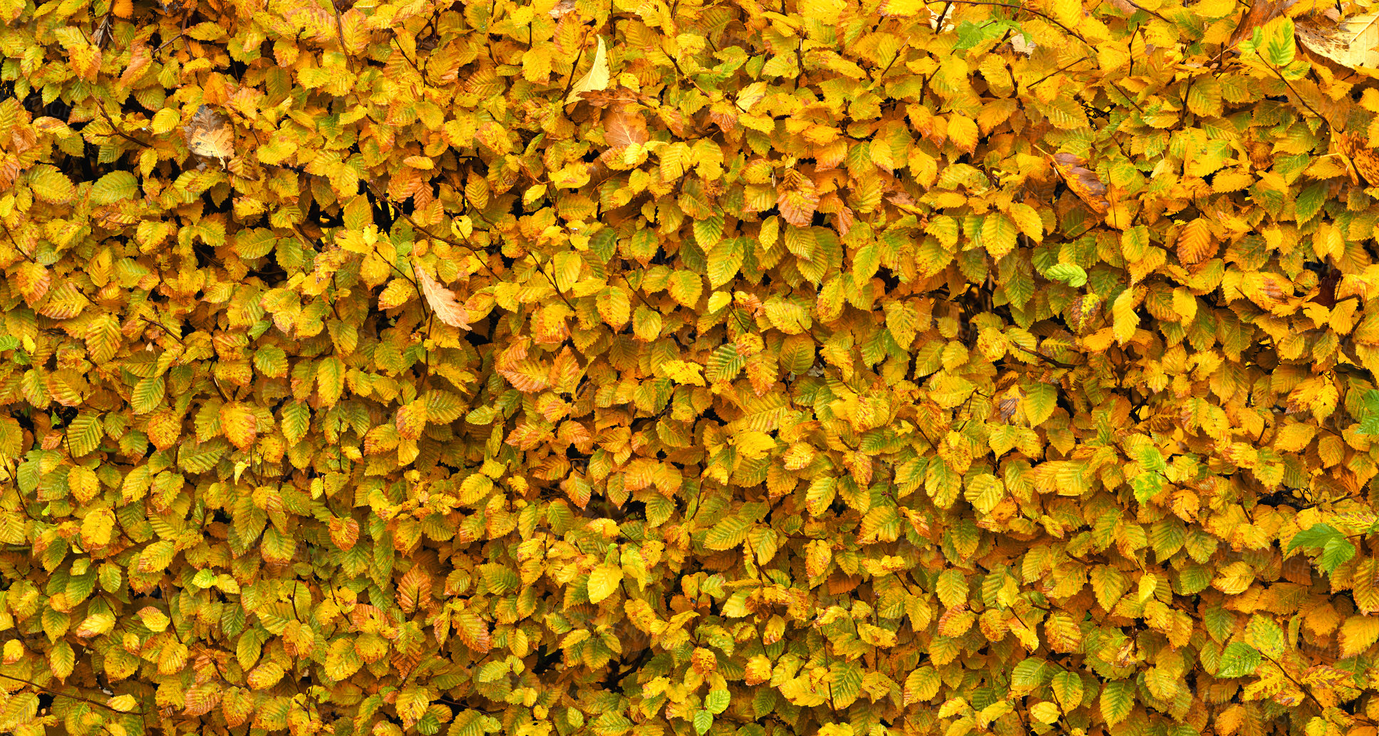 Buy stock photo A photo of a vibrant country field in early autumn