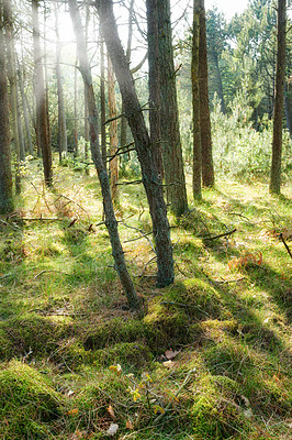 Buy stock photo Tall trees in a forest in autumn. Lots of tree trunks covered in moss in the woods on a sunny afternoon. Nature landscape of wild forestry environment with early fall leaves among green grass