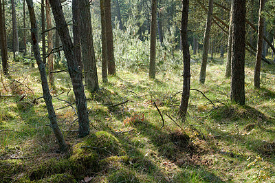 Buy stock photo Slim trunks of planted pine trees in a deserted forest in nature. Peaceful secluded and empty woodland looking magical and mysterious during the day. Fresh woods with cultivated vegetation in summer