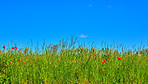 Green fields and blue sky in spring