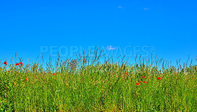 Buy stock photo Farmland in springtime - lots of copy space