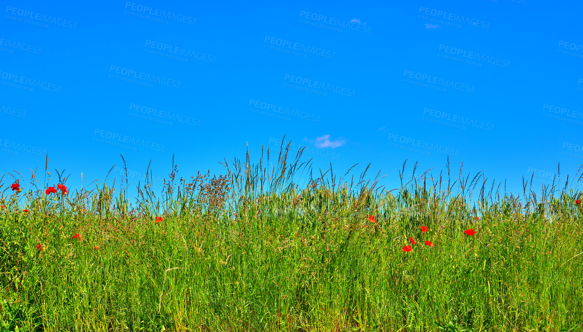 Buy stock photo Farmland in springtime - lots of copy space