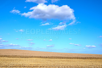 Buy stock photo Farmland ready for harvesting