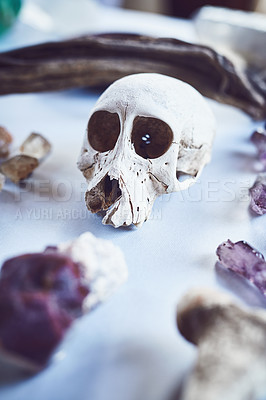 Buy stock photo Closeup of a skull placed next to different types of crystals on a table inside during the day