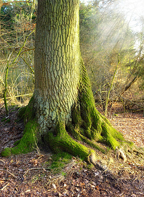 Buy stock photo A tree trunk forest in a forest in winter. Landscape nature scene of old trees roots covered in moss in the woods. Details of bark texture and patterns in a wild forestry environment