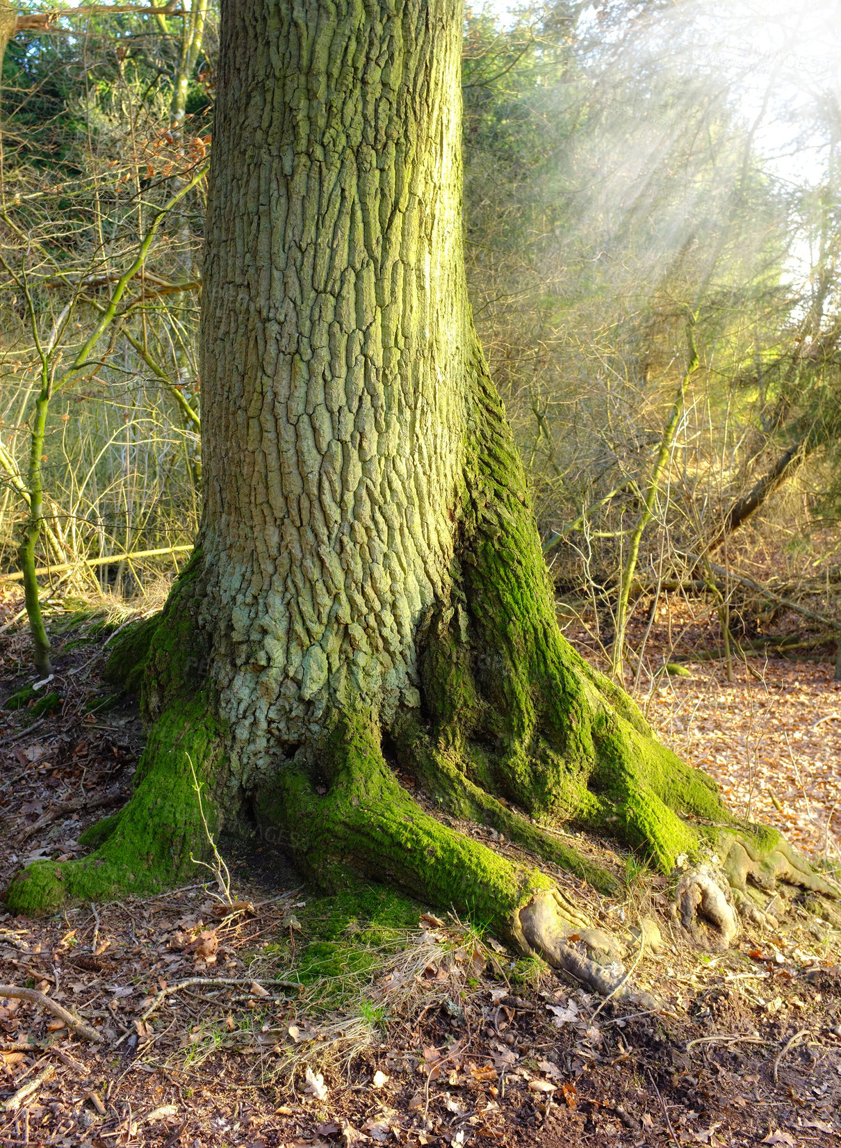 Buy stock photo A tree trunk forest in a forest in winter. Landscape nature scene of old trees roots covered in moss in the woods. Details of bark texture and patterns in a wild forestry environment