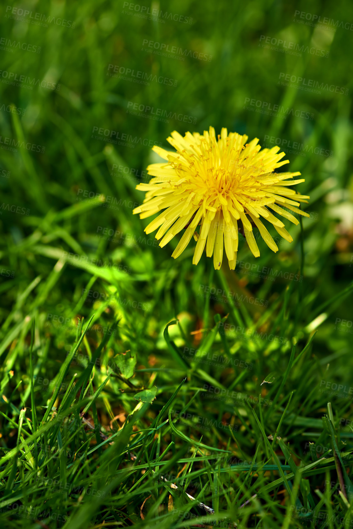 Buy stock photo Dandelion on green background